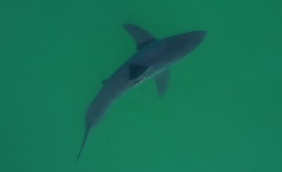 Close up drone shot of shark