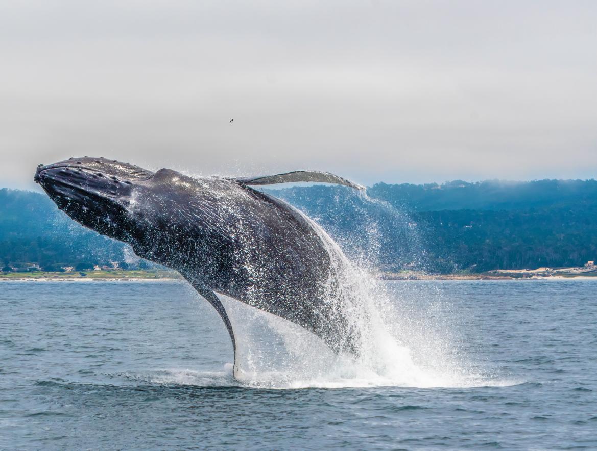 humpback whale breaches