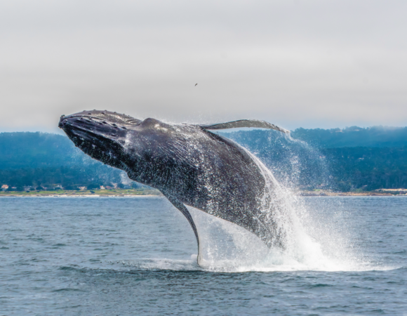 Humpback whale jumping across the waves.