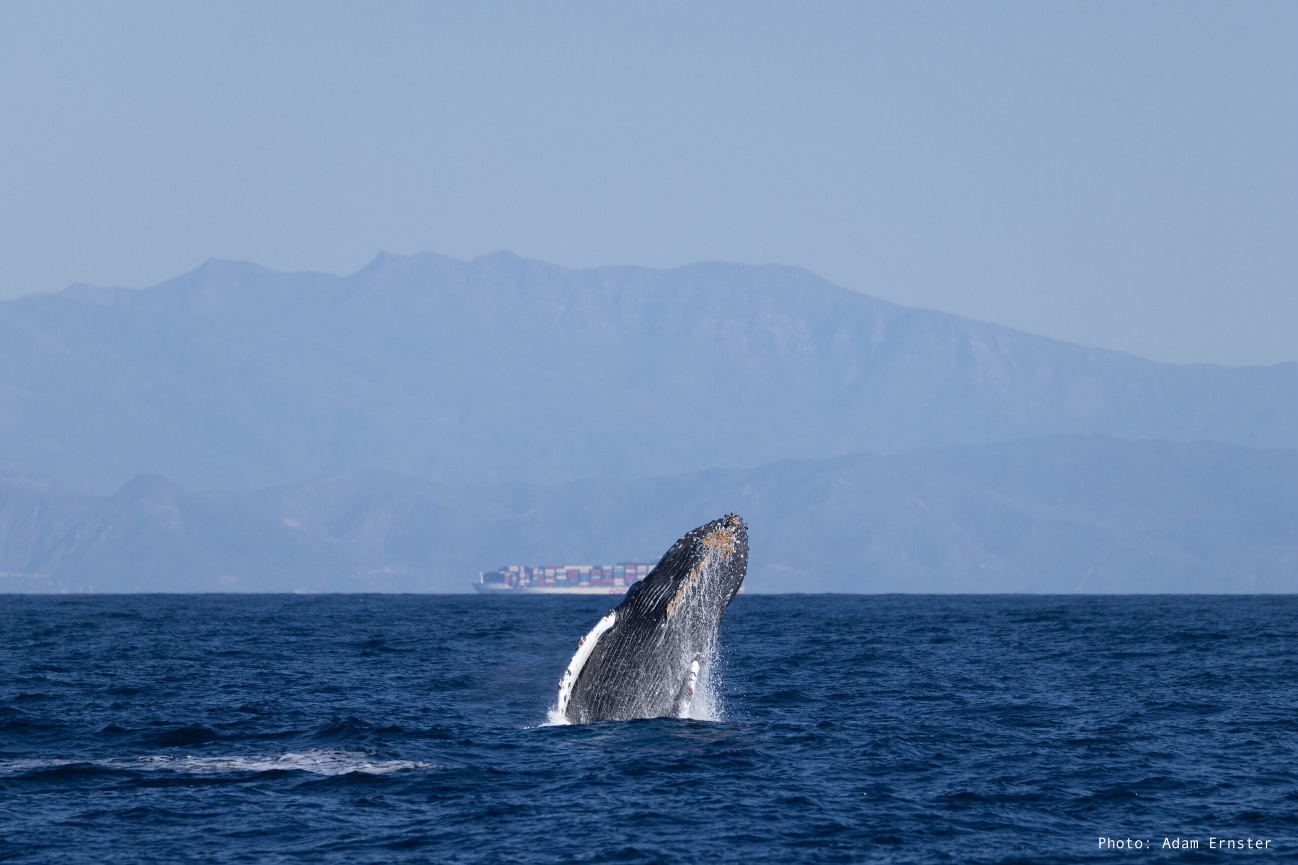 Humpback whale, breaching