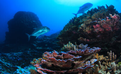 A reef with one fish in the foreground and another in the background
