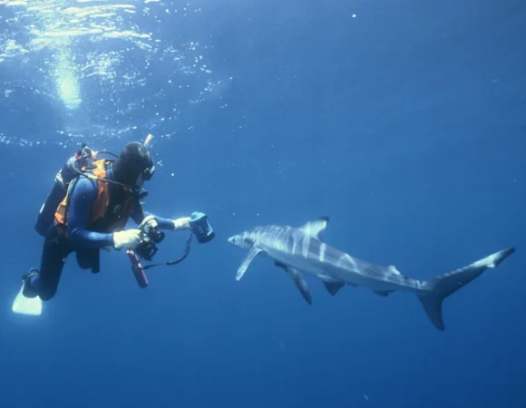 Diver filming a shark