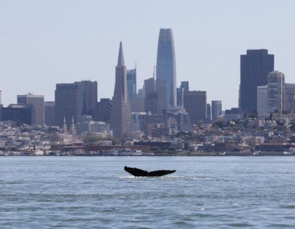 Whale tail viable in San Francisco Bay
