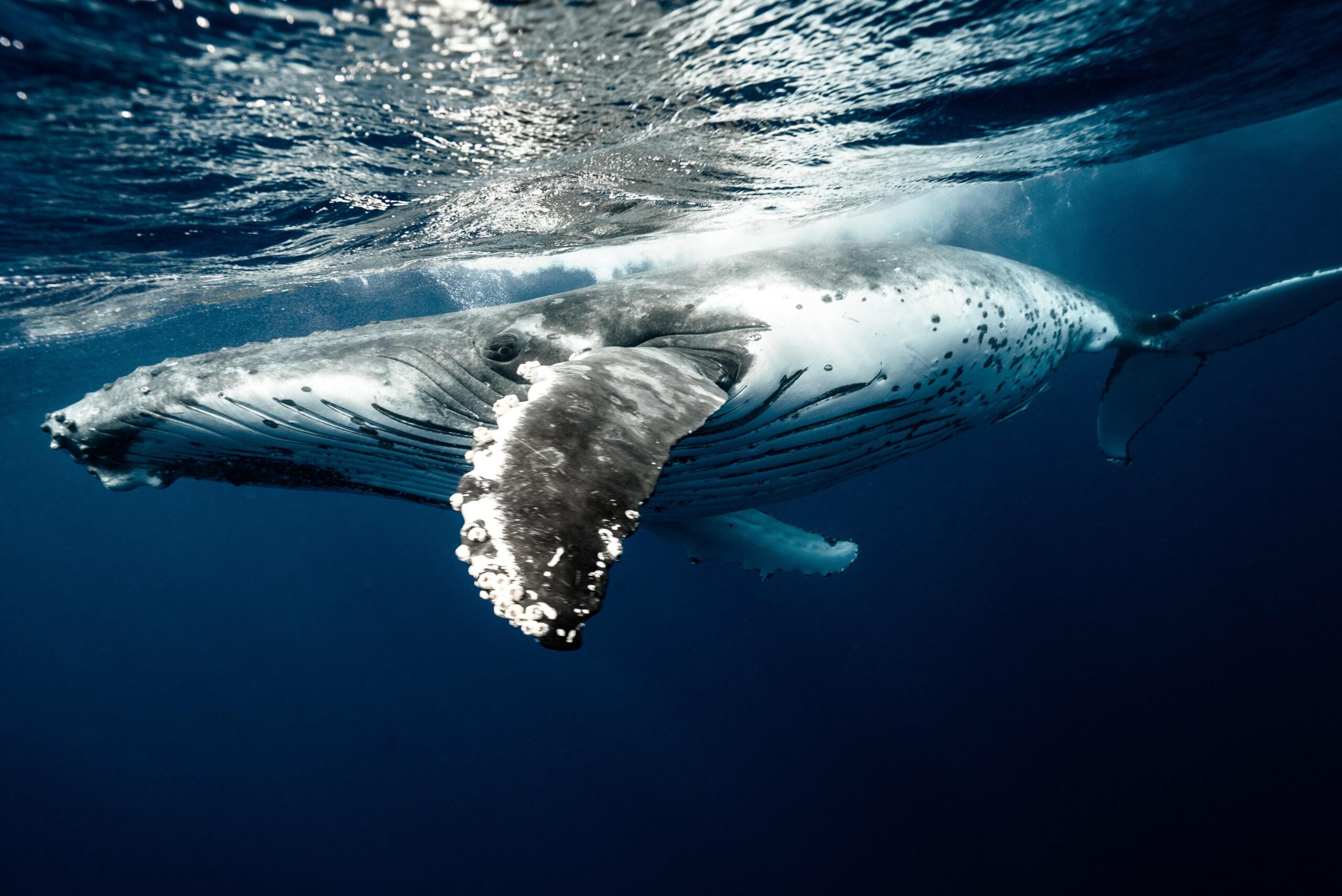 Whale underwater