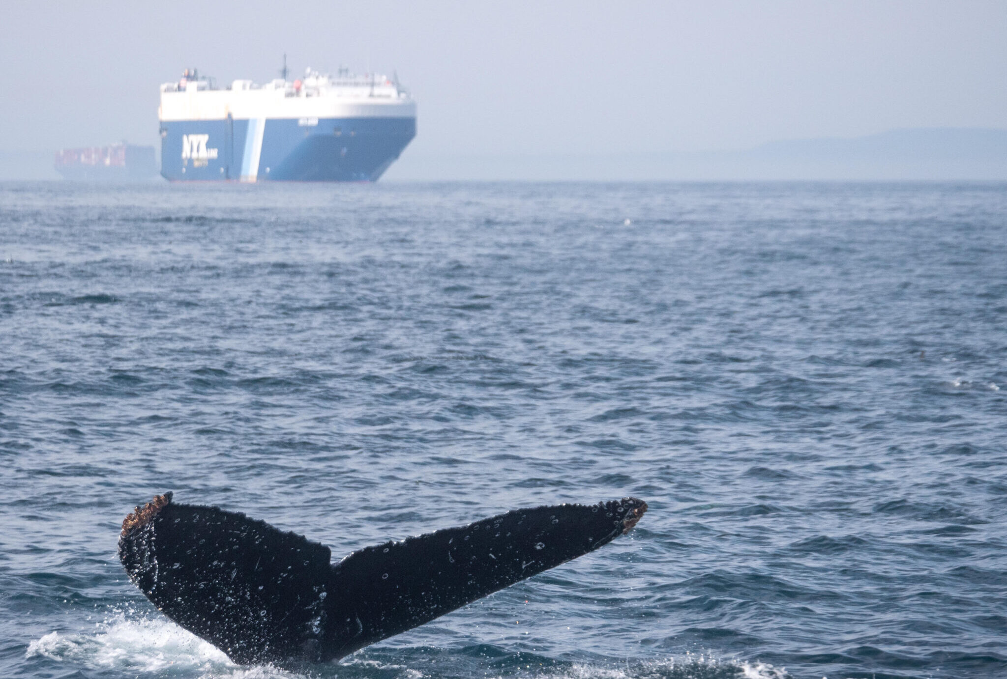Whale tail visible above water with an approaching ship.