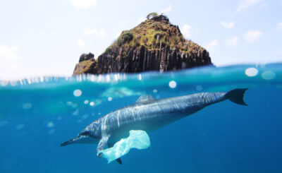A dolphin swims in clear blue water near a rock outcropping with a plastic bag caught on its fin