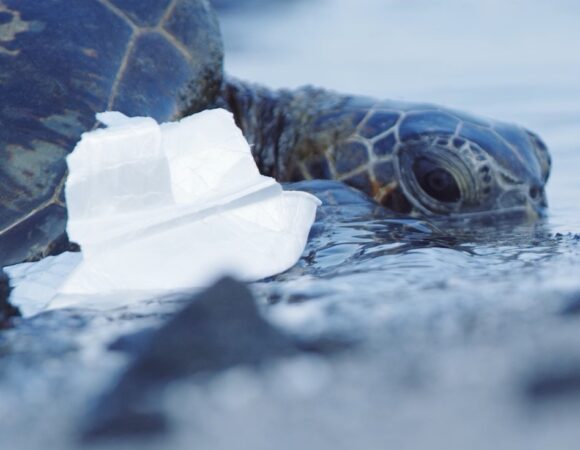 a sea turtle lying on beach in the surf zone with styrofoam washing against its body.