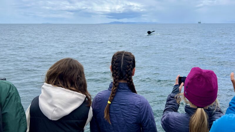 Program mentees watch a whale from the deck of a boat