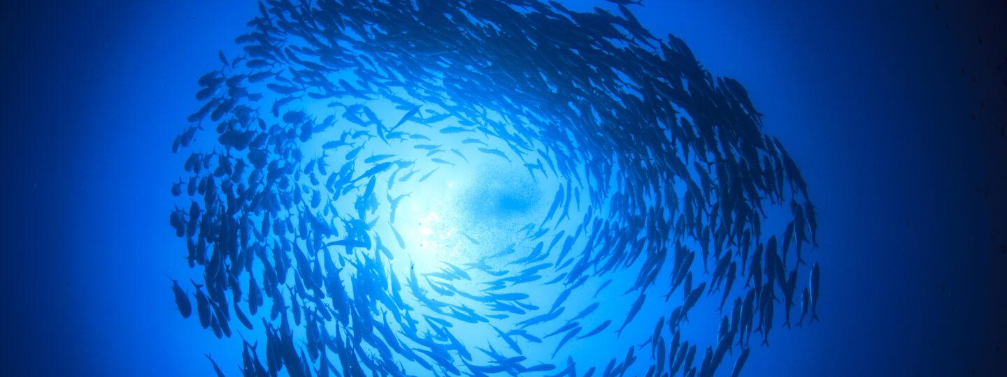swirling school of fish photographed from below with sun shining through