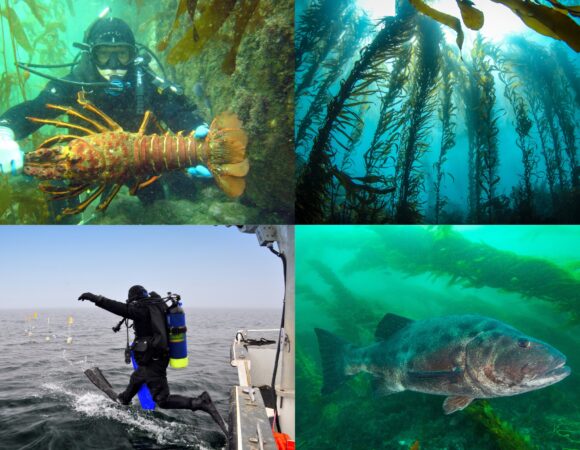 4-panel image features a scuba diver with lobster, a kelp forest, a scuba diver jumping off a boat, and a giant sea bass